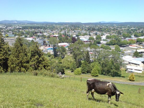 Singles in Tokoroa: view of the city
