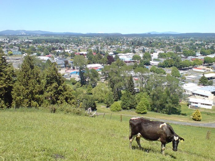 Singles in Tokoroa: view of the city