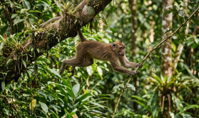 monkey
